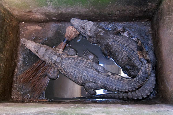 Crocodiles in Tabou